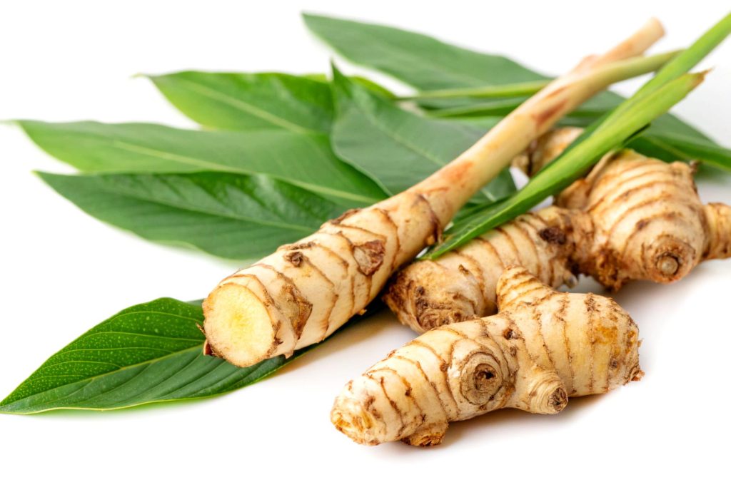alpinia galanga thai ginger extract
