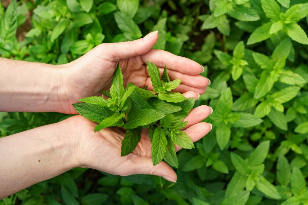 spearmint extract